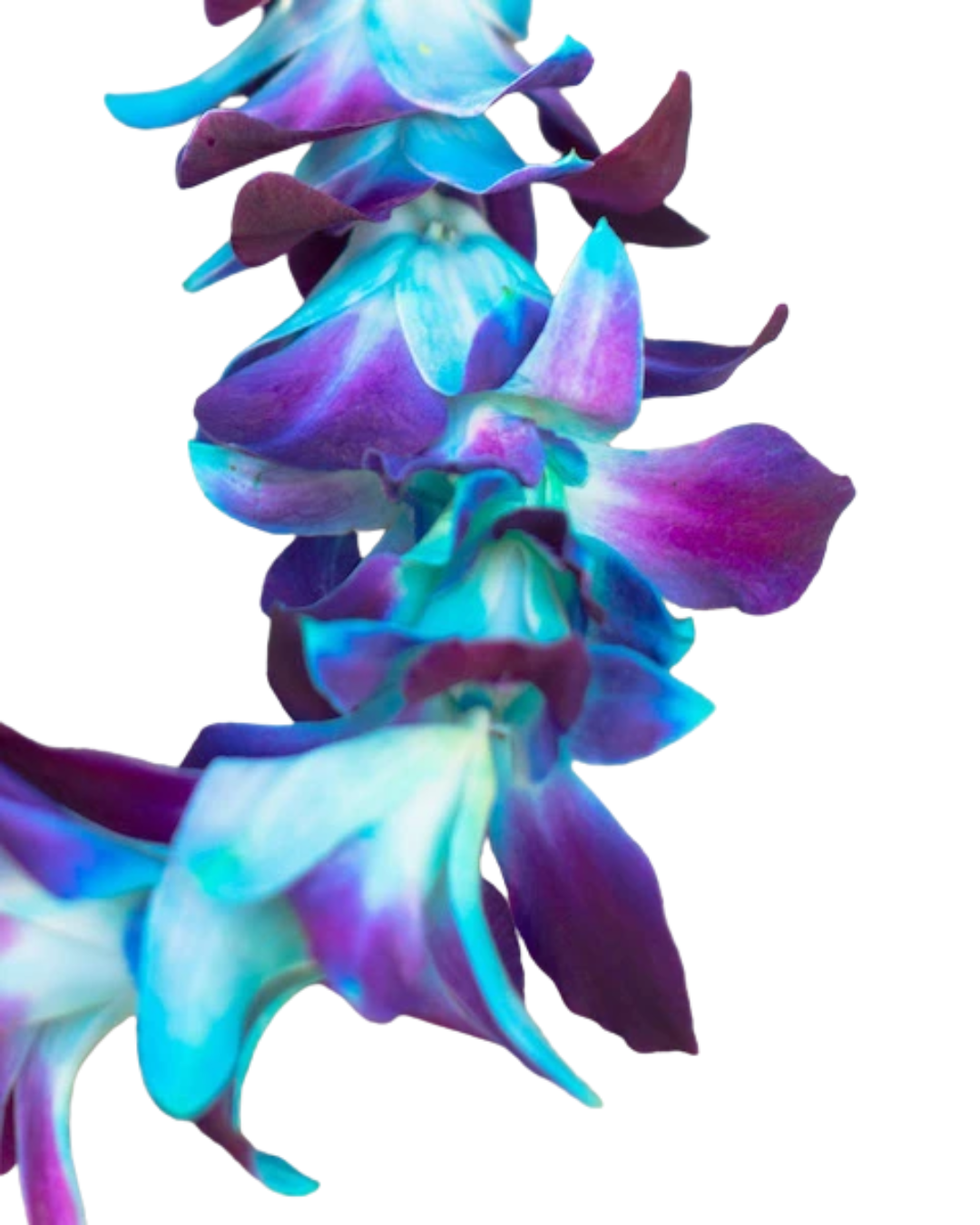 Tinted Blue on Purple Orchid Lei